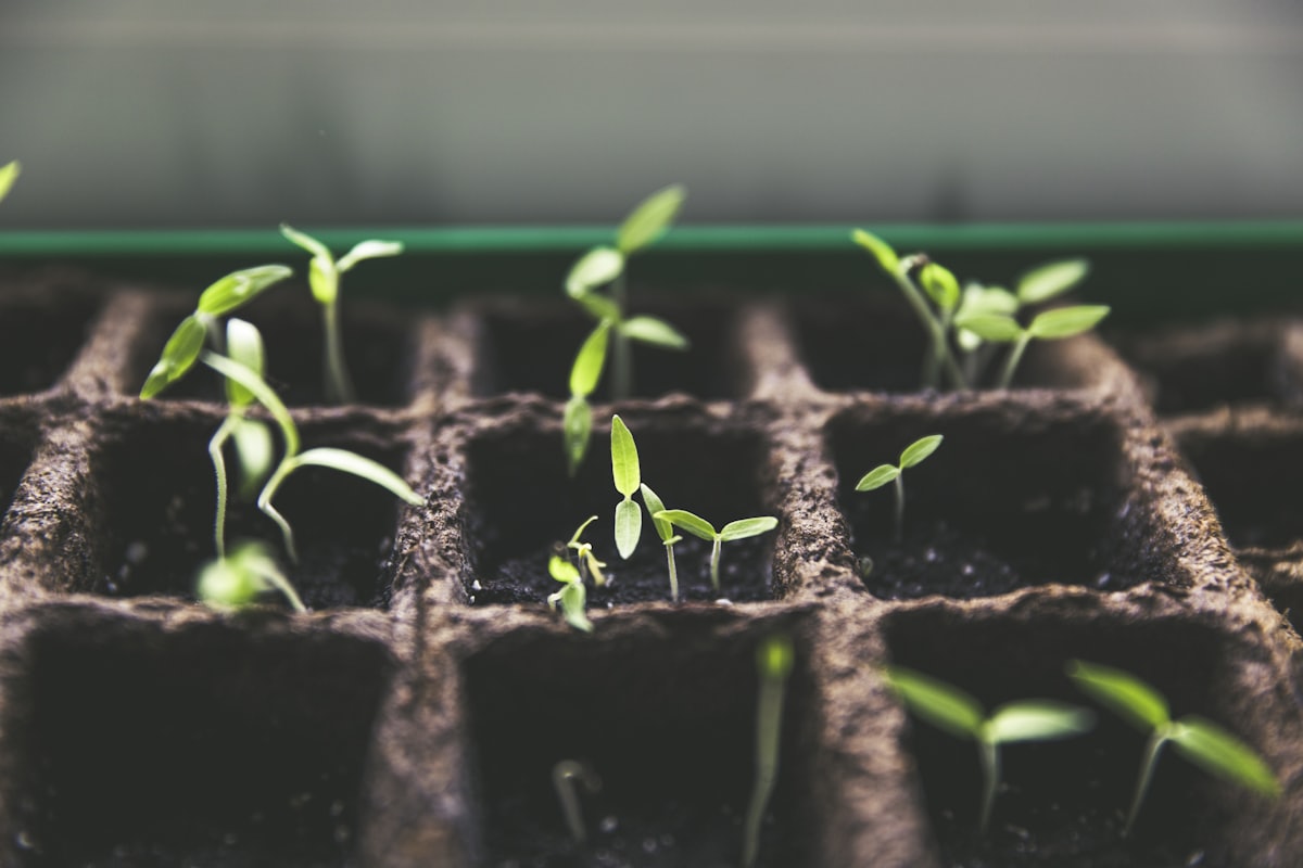 Nursery — Anjana Organics