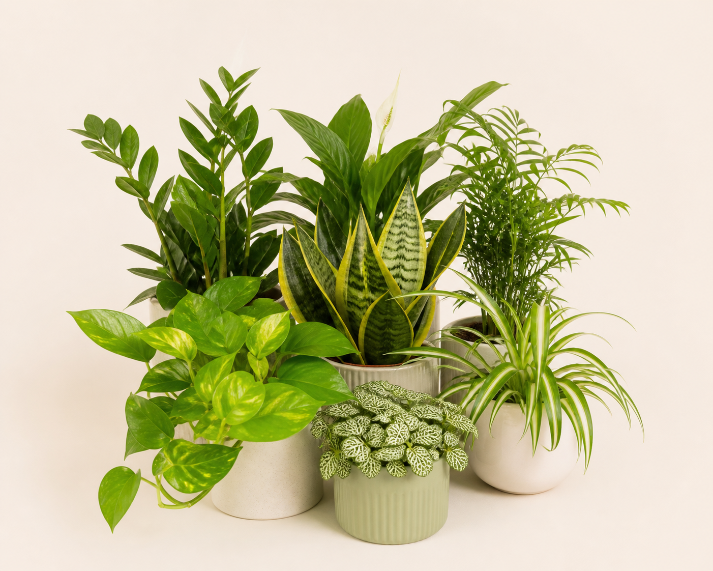Plants — shop organic plants online